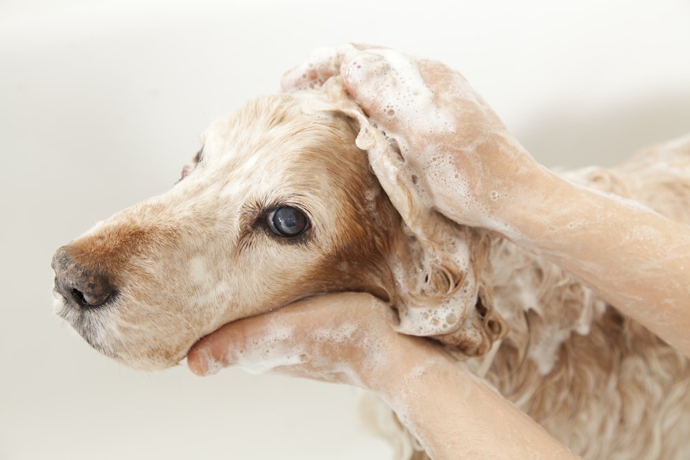can you use human dandruff shampoo on a dog