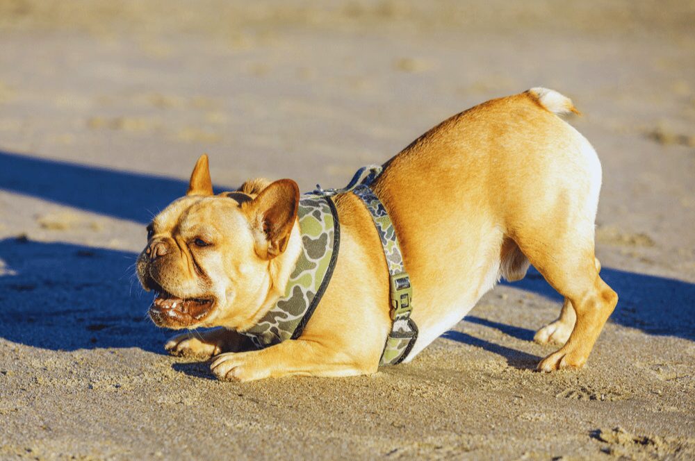 french bulldog with butt up and head down while on a sandy beach