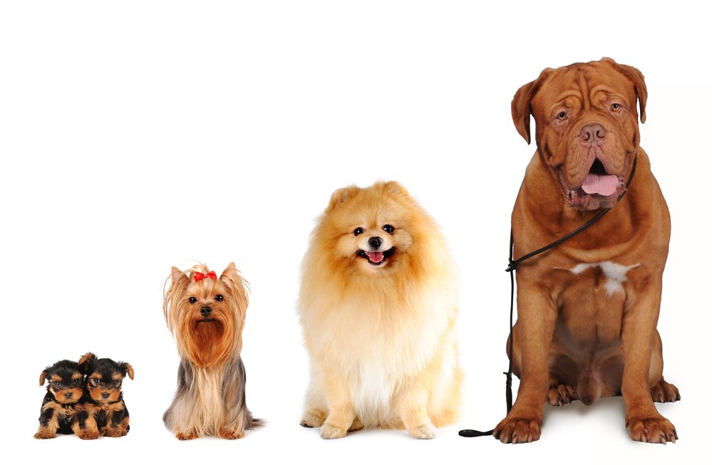 how to pick the right size dog for you