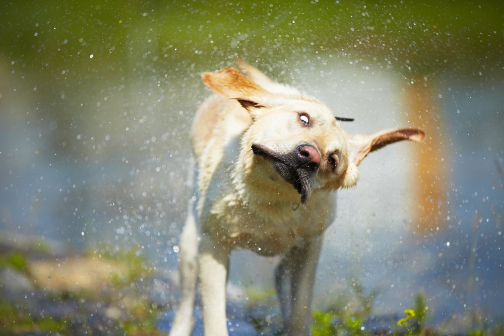 why do dogs shake when not wet