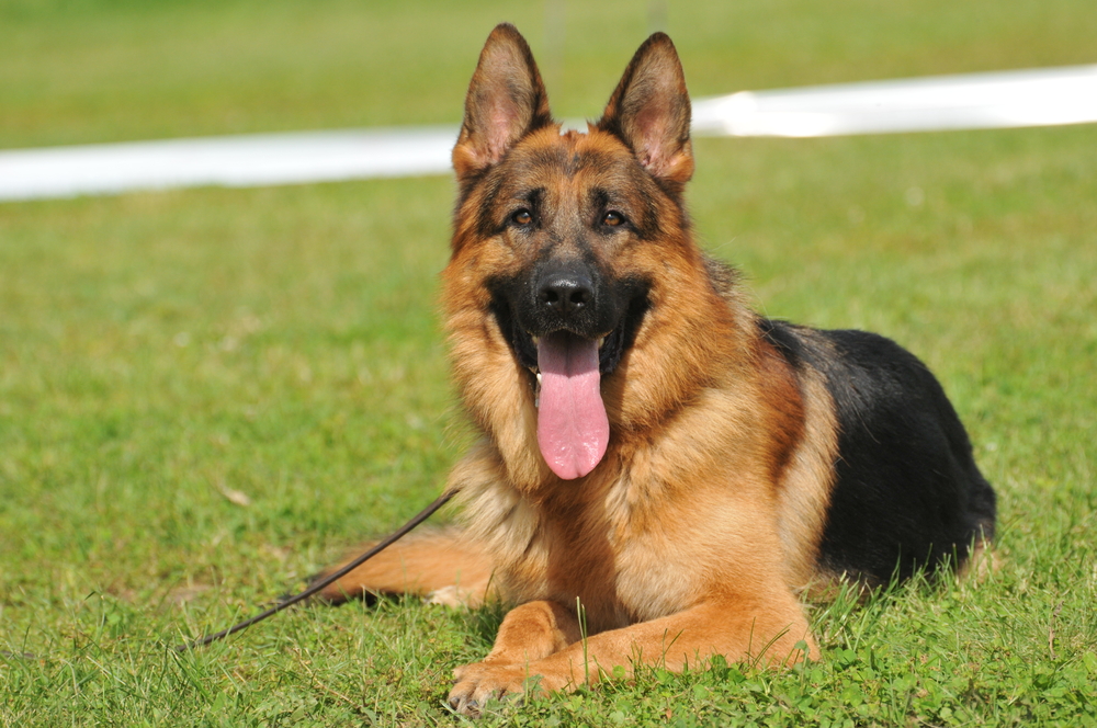 why are german shepherds used as police dogs