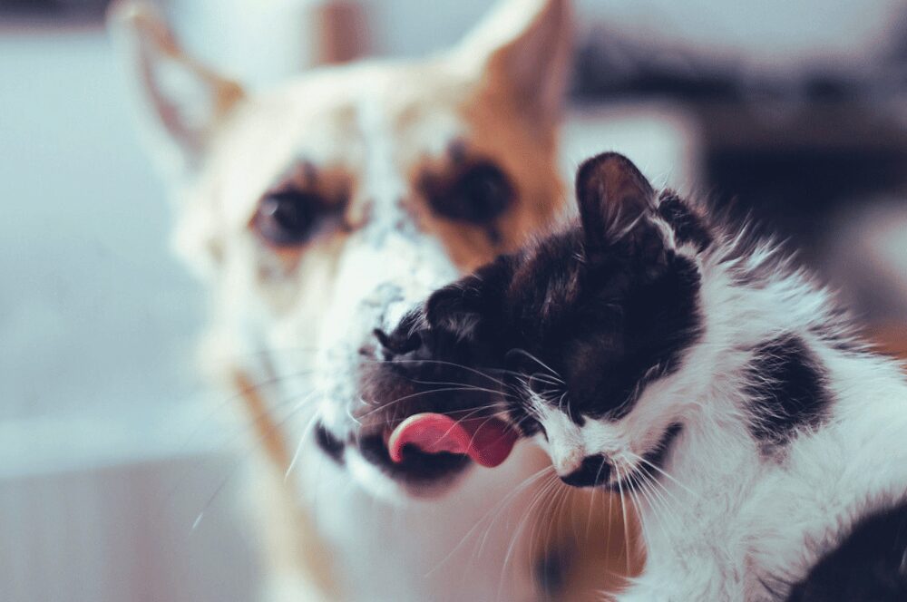 mixed breed dog licking a small black and white kitten on the nose
