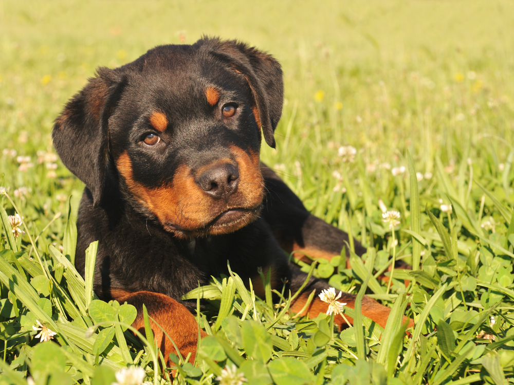 rottweiler and baby