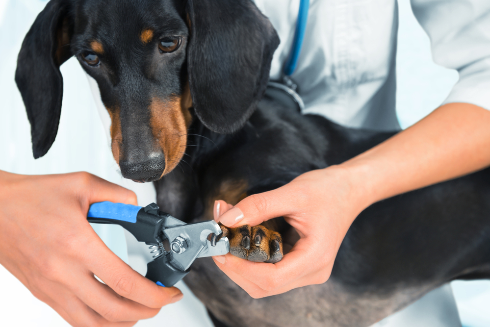 dog getting nails trimmed by professional groomer for $30
