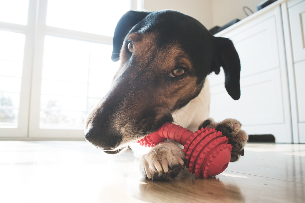 how to stop dogs from eating toys