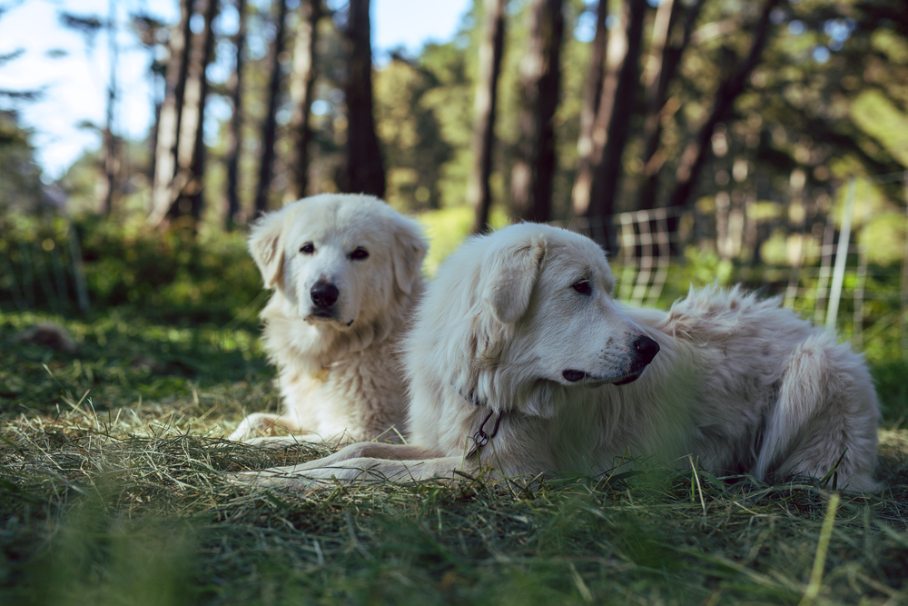 two great pyrenees dogs sleeping outside