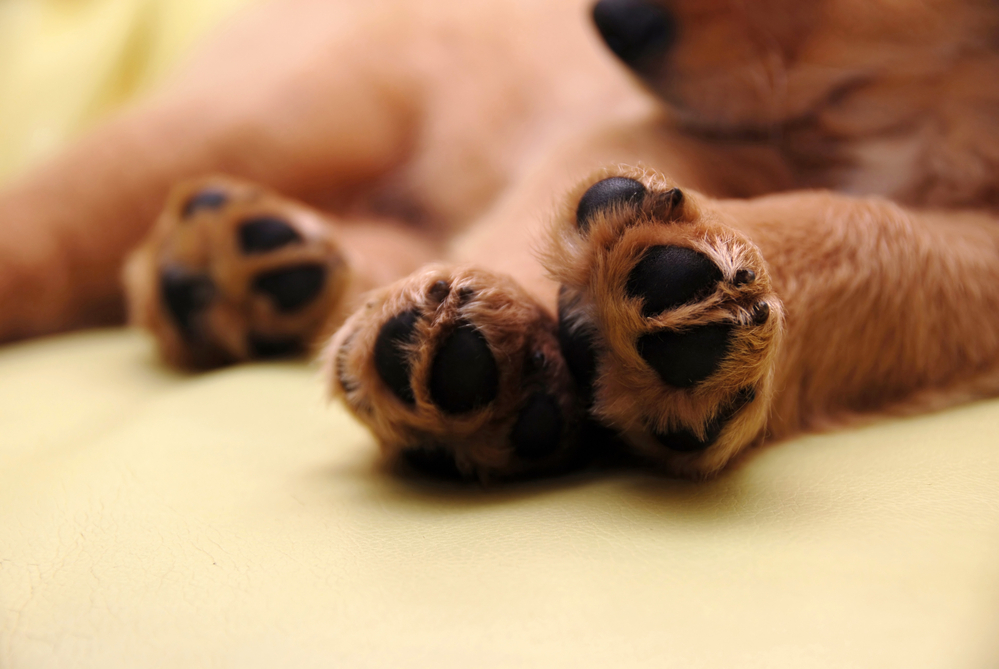 Why Do Dogs Cross Their Paws? - (6 Reasons Explained)