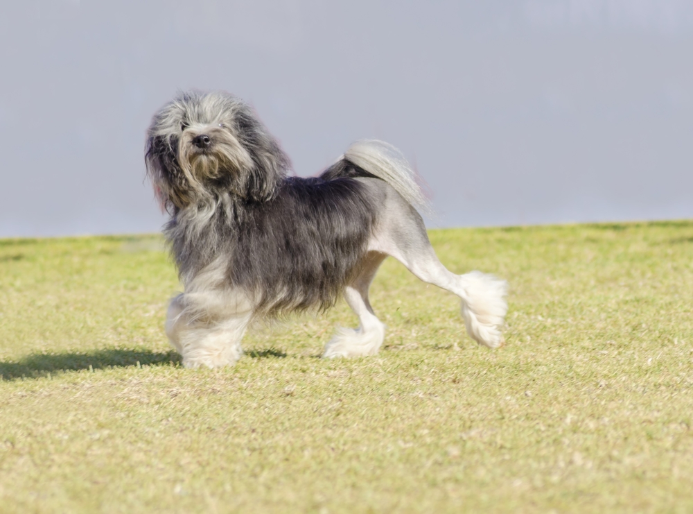 Why Does My Dog Kick His Back Legs? - (4 Reasons Explained)