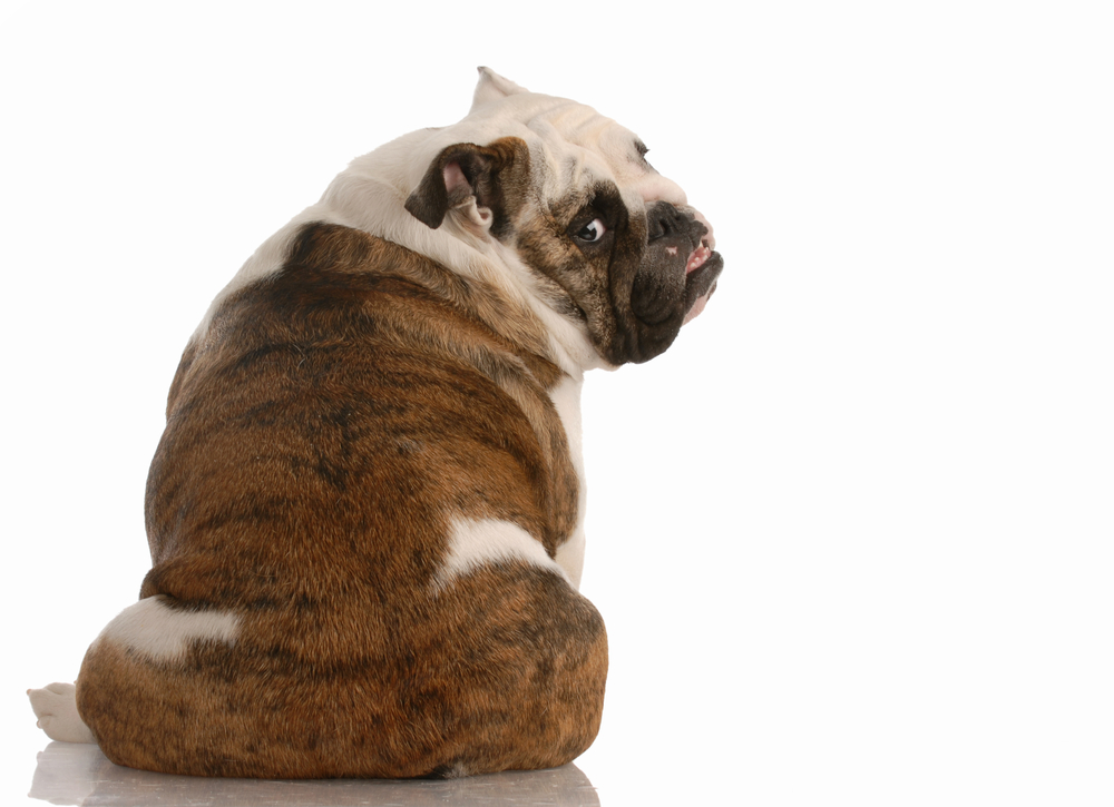 do english bulldogs have tails