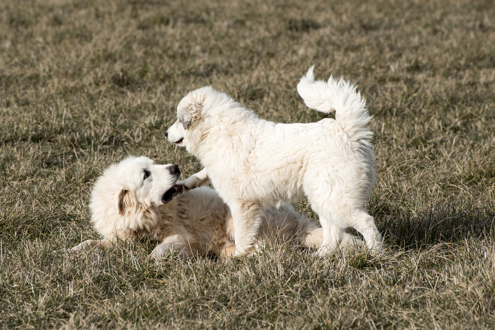 a pair of great pyrenees playing