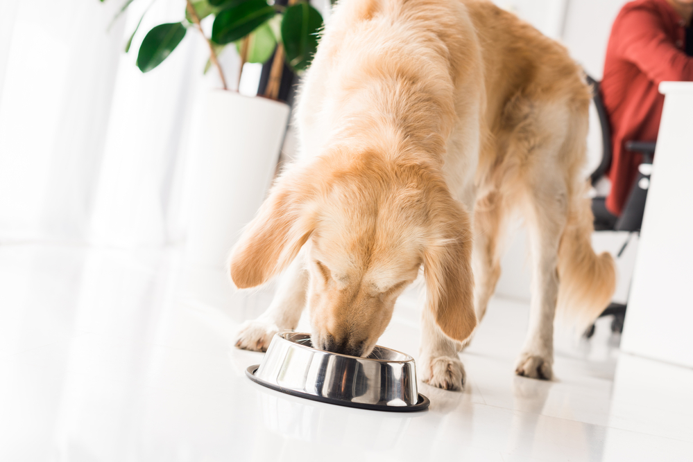 dog about to flip food bowl while eating