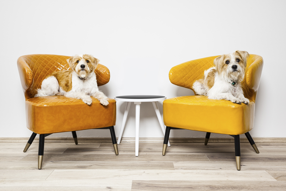 Can Two Male Dogs Live In The Same House?