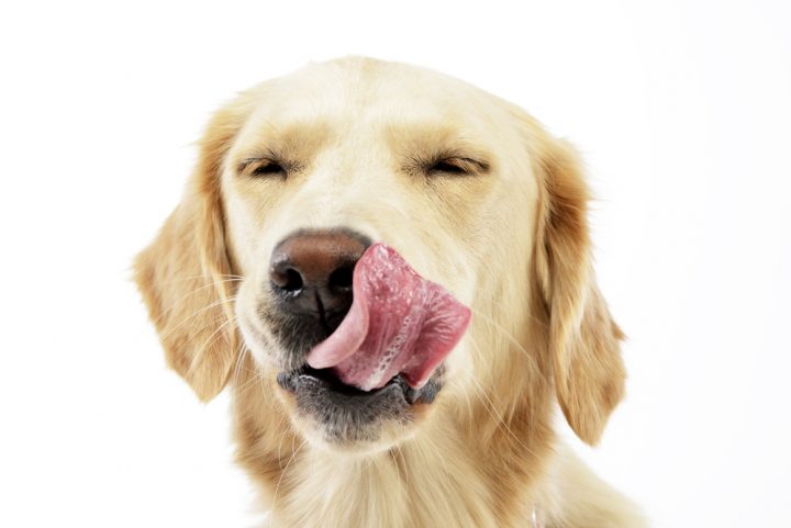 Dog Breeds That Lick A Lot