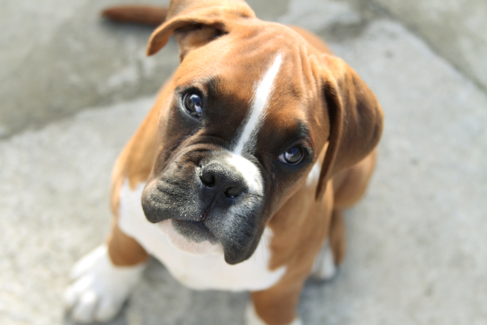are boxers good for first time owners