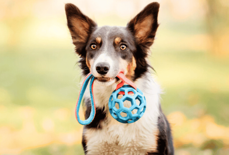 herding dog asking to play with toy in his mouth