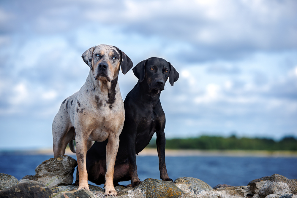 best companion dogs for a catahoula