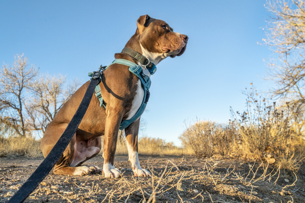 dog wearing a harness and collar due a safety situation