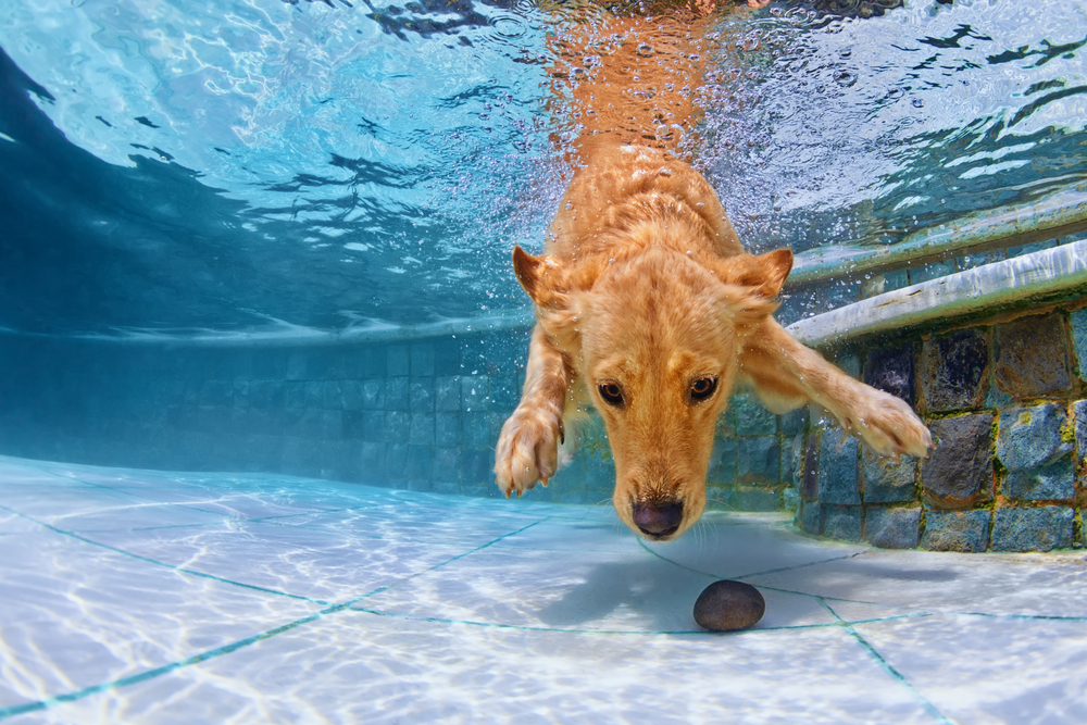 dog briefly swimming under water