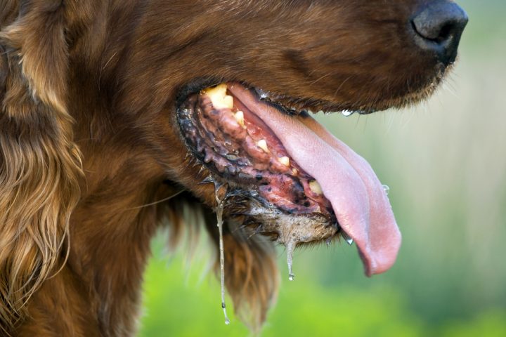 Dog Breeds That Don’t Drool