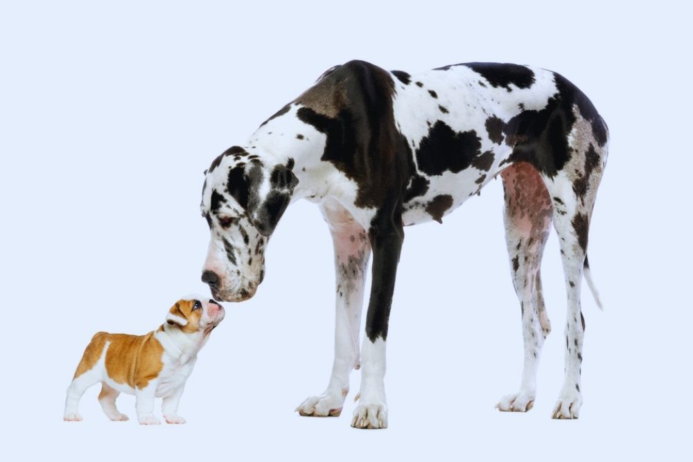 big dog and small dog making friend