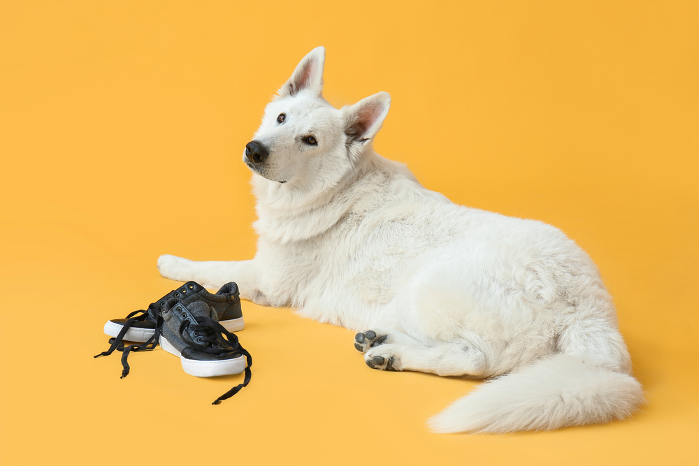 owner suspecting that dog is chewing shoes out of spite
