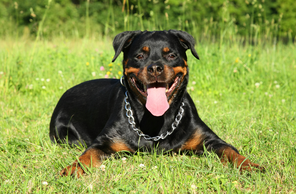 dog breeds that look like Rottweilers