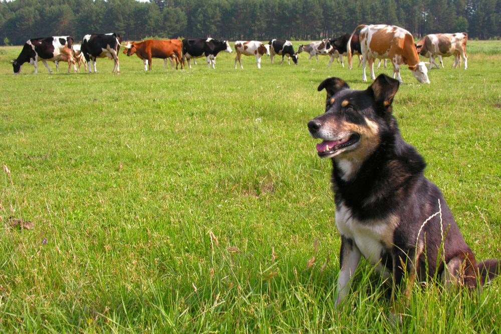 how to get my dog to stop eating cow poop