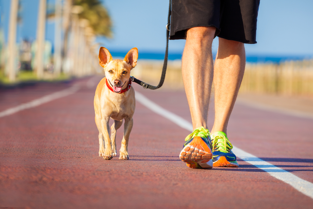 should you walk dog before or after walk
