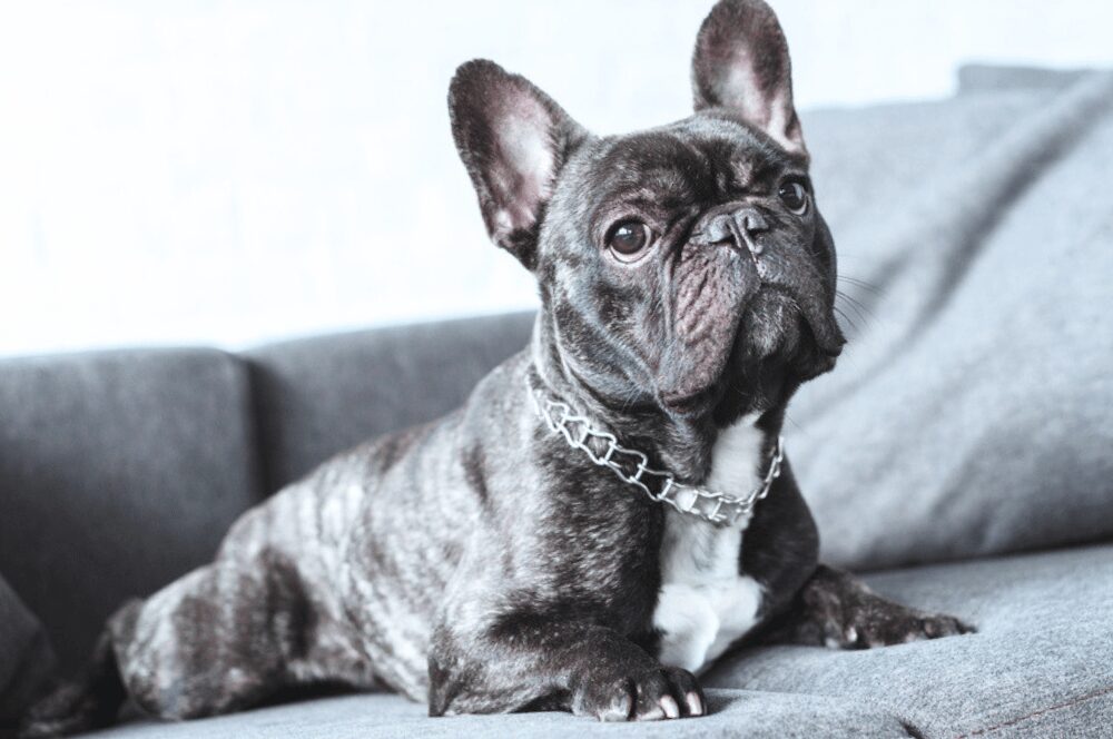 light black french bulldog sitting on a couch in the sun