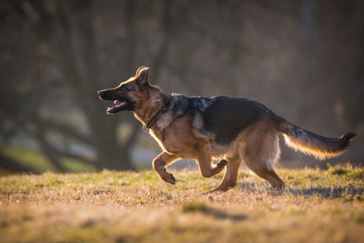 Do German Shepherds Like To Run