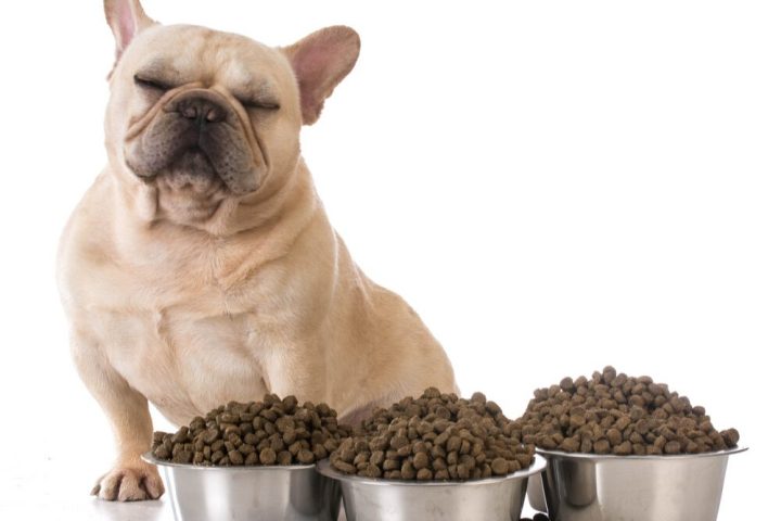 Dog Breeds That Are Picky Eaters