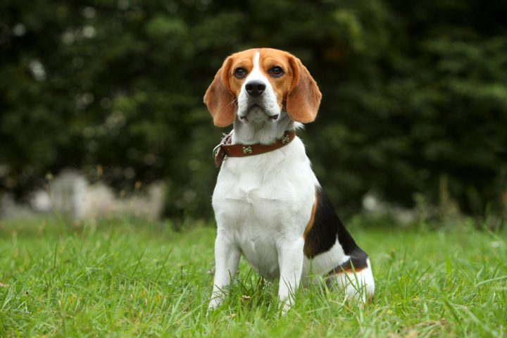 Dog Breeds That Look Like A Beagle