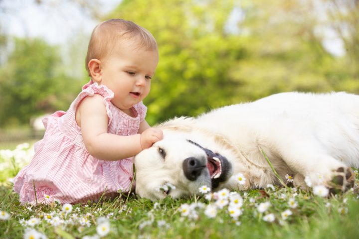 Why Are Dogs Gentle With Babies