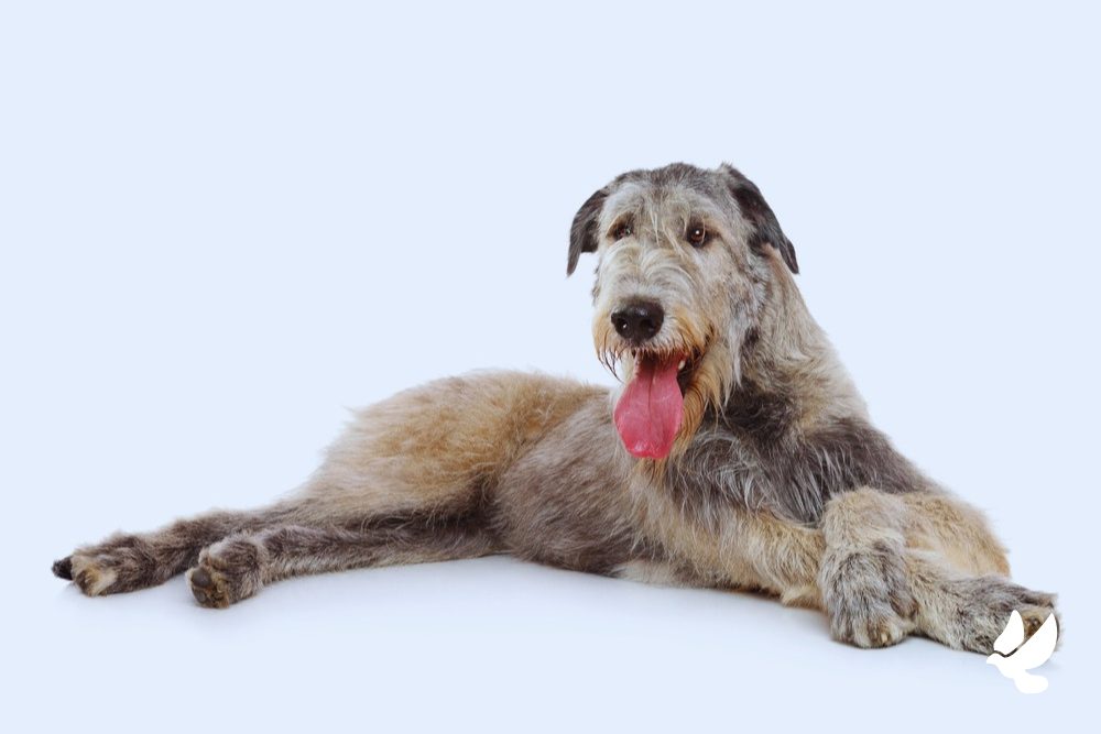 Irish wolfhound showing their very long legs