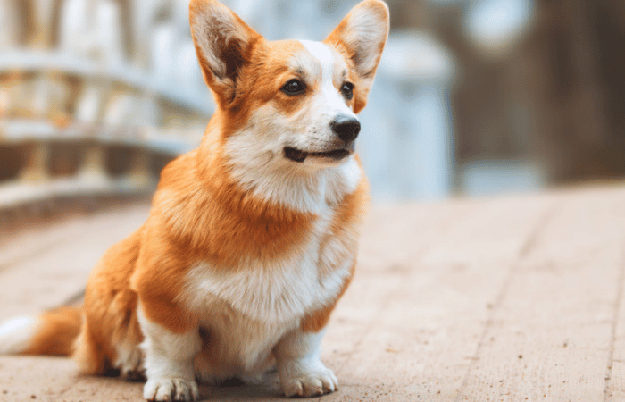 Cardigan Welsh Corgi red and white outdoor