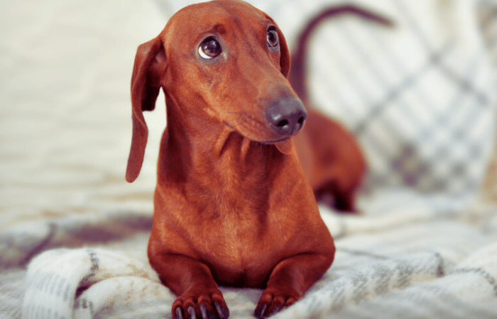 red to brown purebred Dachshund on a couch