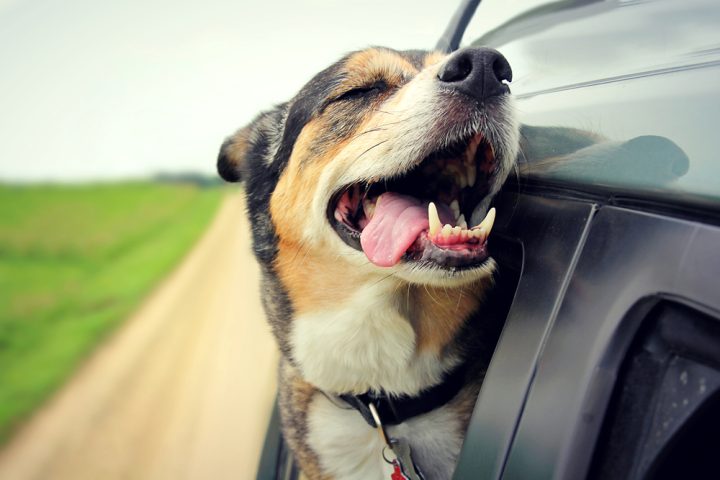 Do Dogs Understand Travel