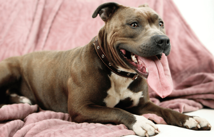 Staffordshire Bull Terrier dog sit on a couch