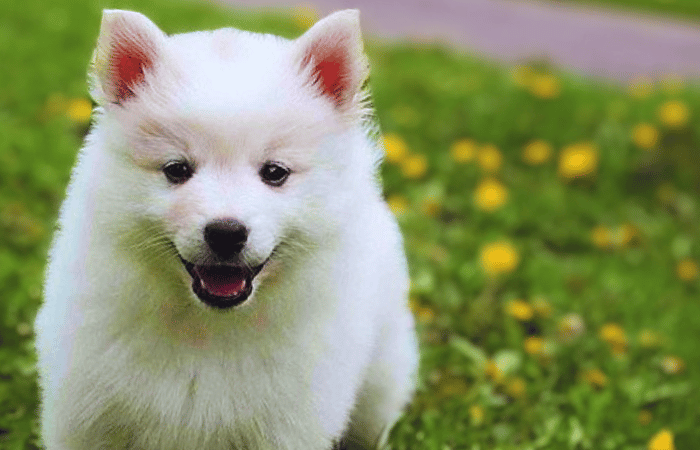 young american eskimo dog in the grass