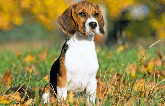 beagle dog in a wooded area