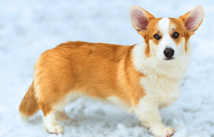 cardigan welsh corgi with typical rounded ears and long tail standing in the snow