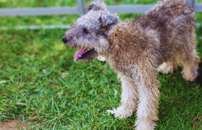 pumi dog breed standard in grassy area outside