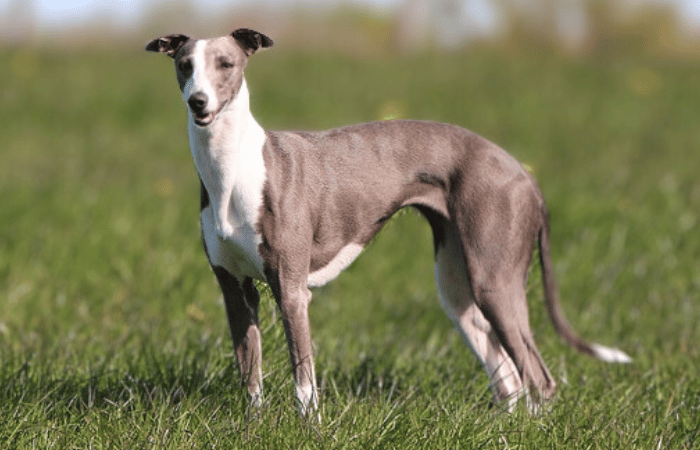 whippet dog in a field