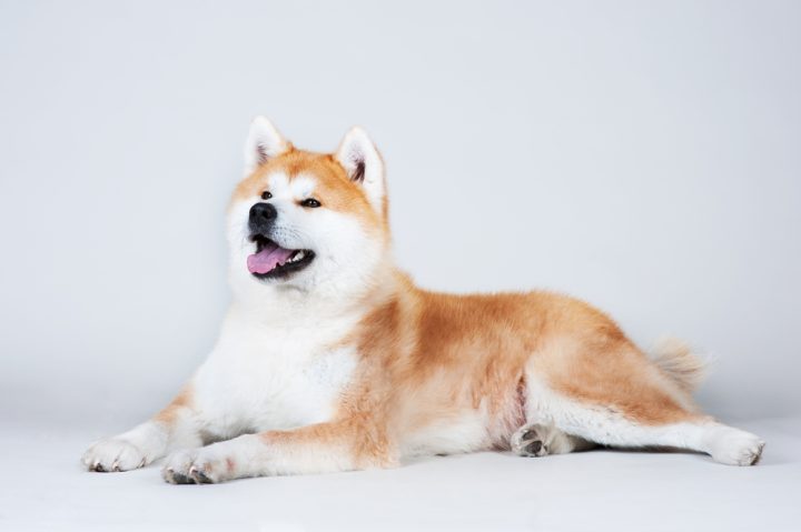 Dog Breeds That Look Like The Akita