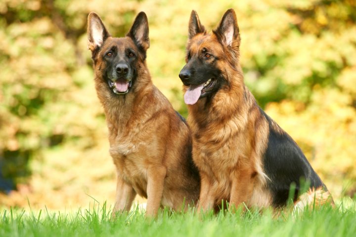 Dogs That Look Like German Shepherds