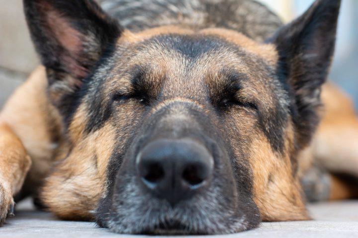 How Long Do German Shepherds Sleep