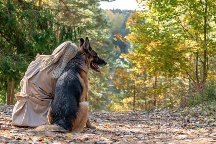 Pros & Cons Of Owning A German Shepherd