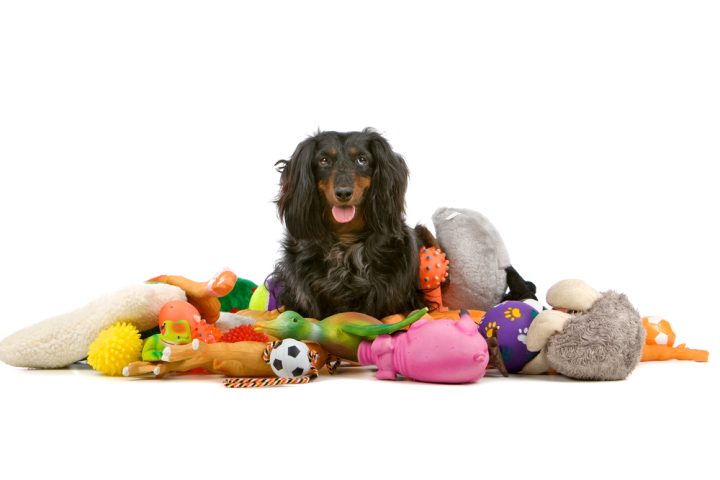Should You Leave Dog Toys Out All The Time