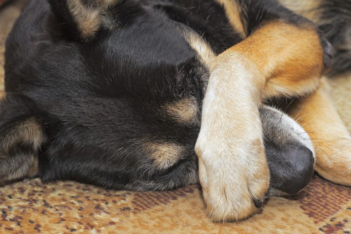 Why Do Dogs Cover Their Face When Sleeping