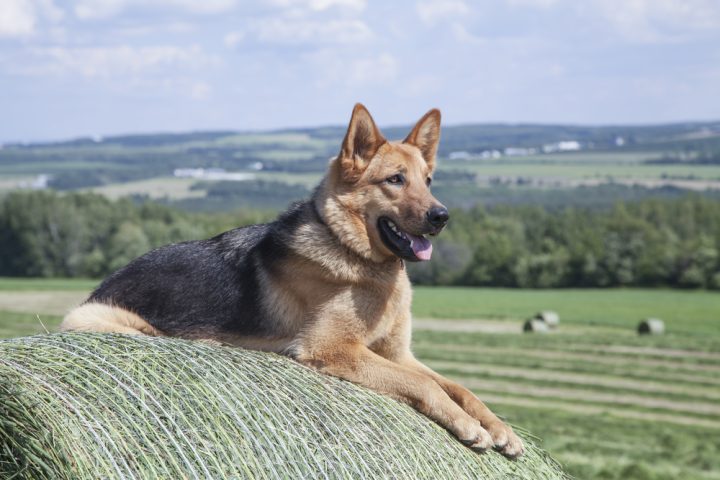 Can German Shepherds Be Farm Dogs